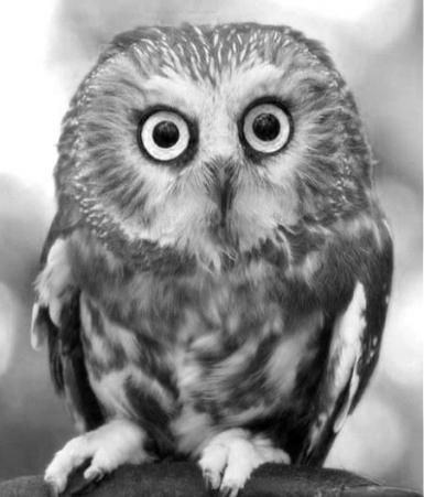 Коробка 310х220х40 бурая самосборная из микрогофрокартона